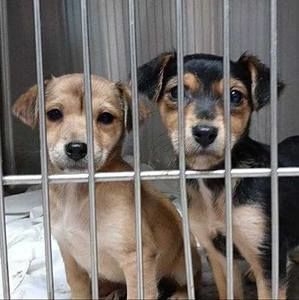 Meet your Posher, Allan